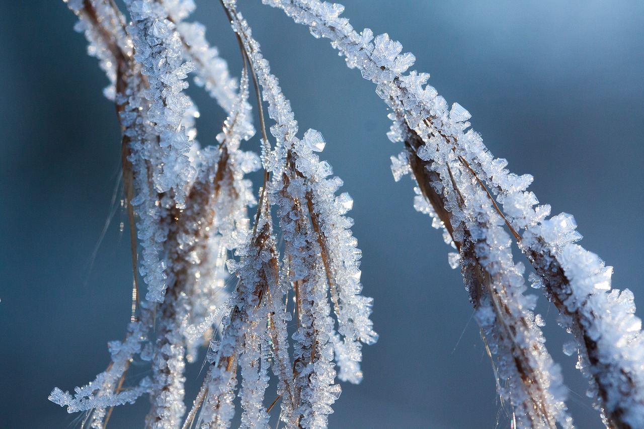 hoarfrost frost winter free photo