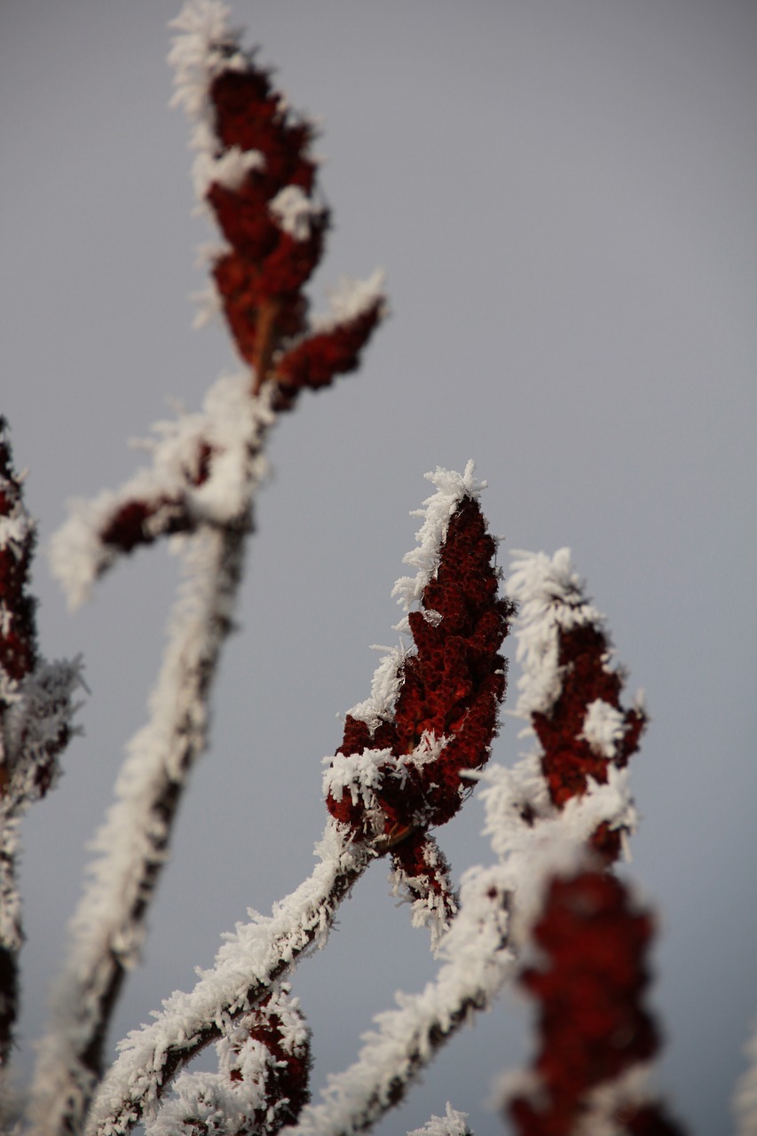 hoarfrost winter plant free photo