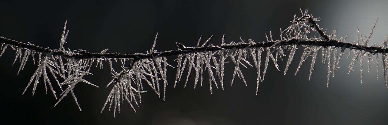 hoarfrost branch ice free photo