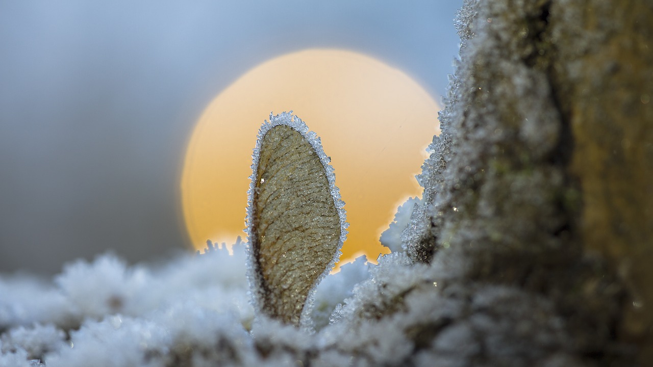 hoarfrost maple seeds frost free photo