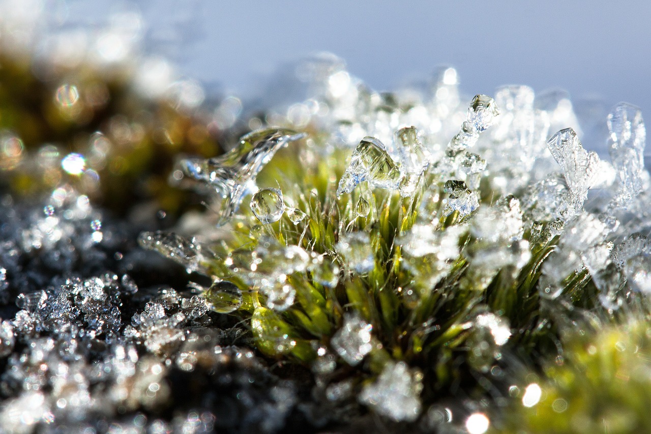 hoarfrost moss winter free photo