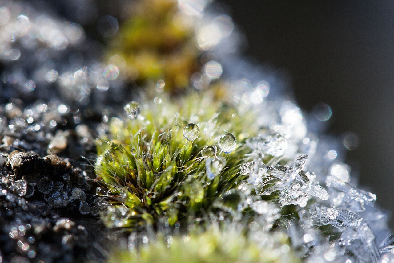 hoarfrost moss winter free photo