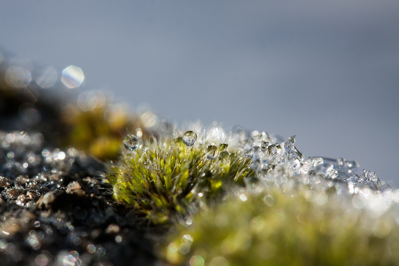 hoarfrost moss winter free photo