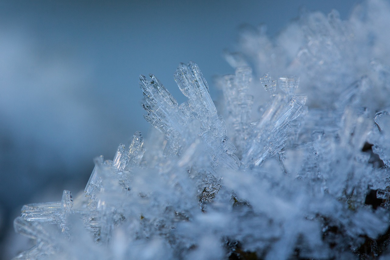 hoarfrost winter snow free photo