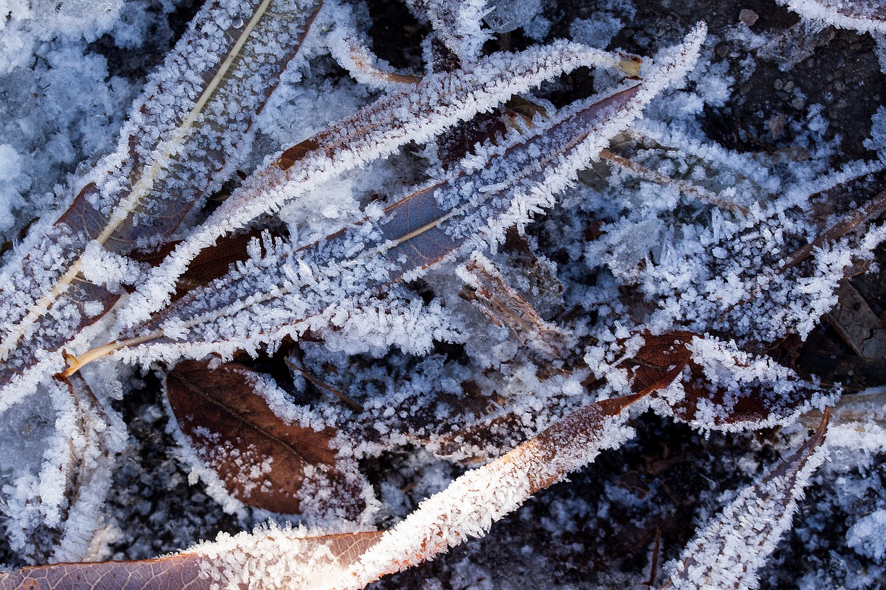 hoarfrost leaves autumn free photo