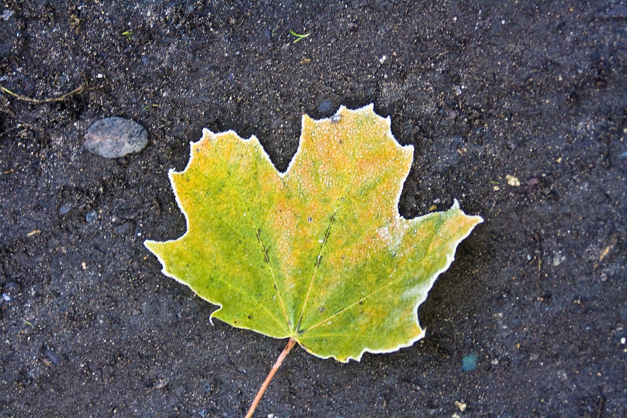 hoarfrost autumn leaves free photo