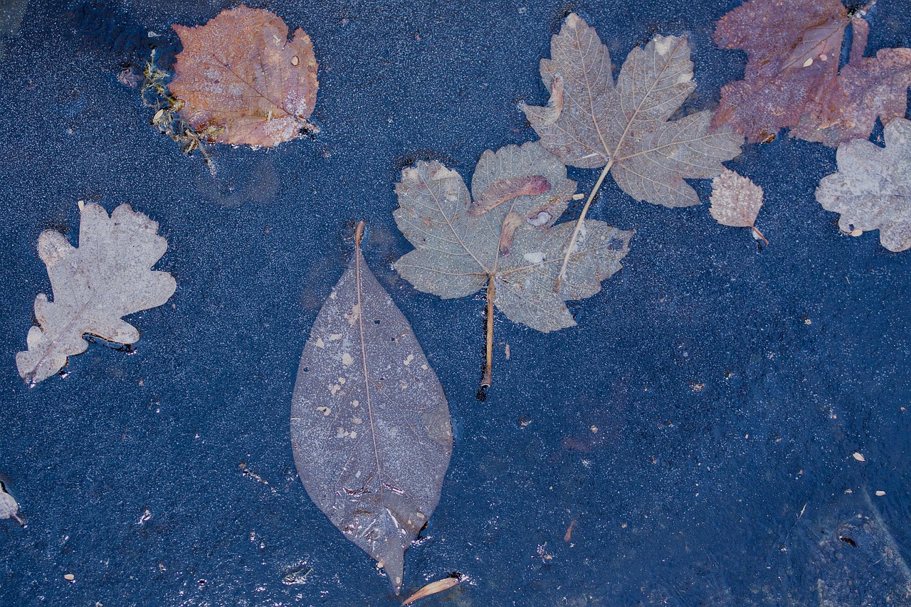 hoarfrost leaf leaves free photo