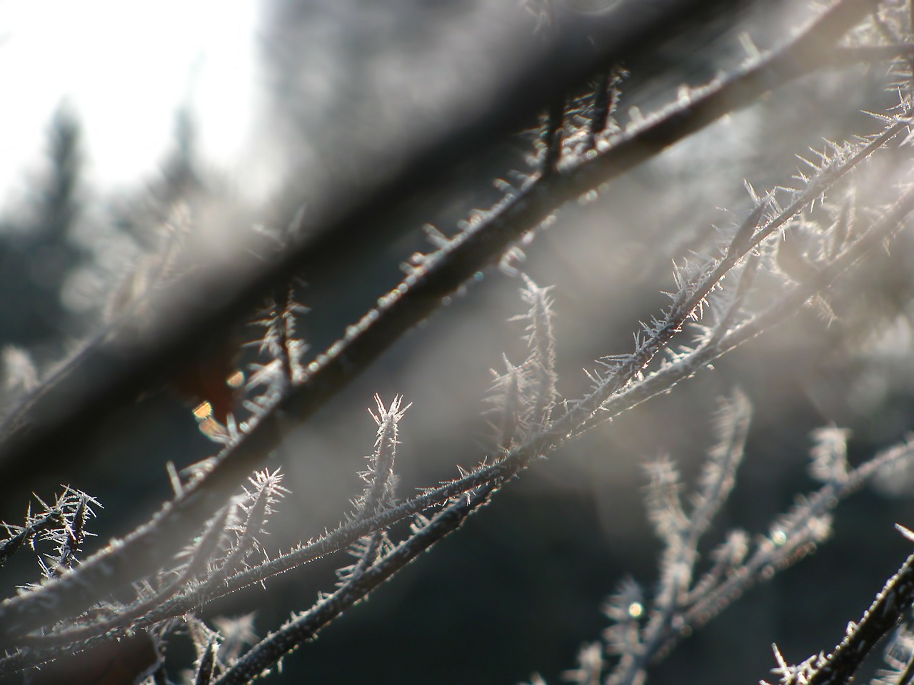 hoarfrost tree branch free photo