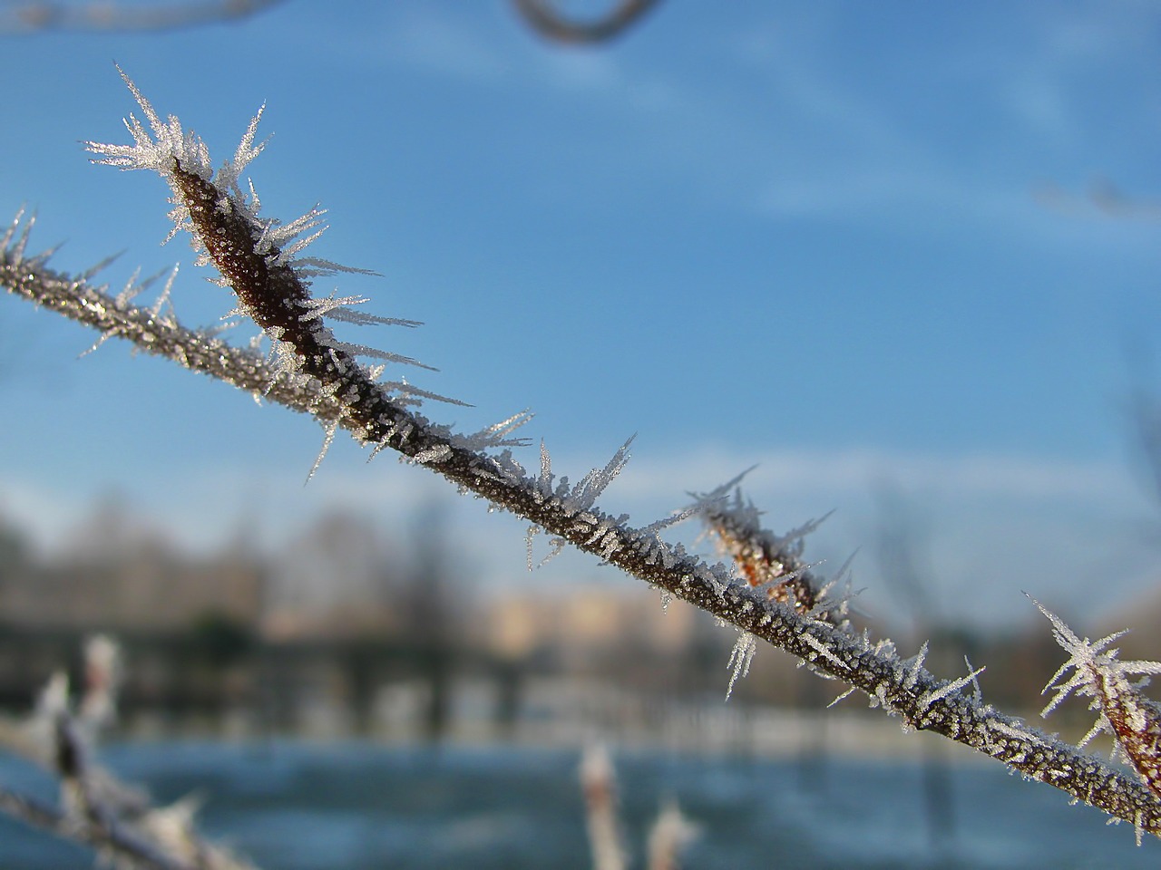 hoarfrost tree branch free photo