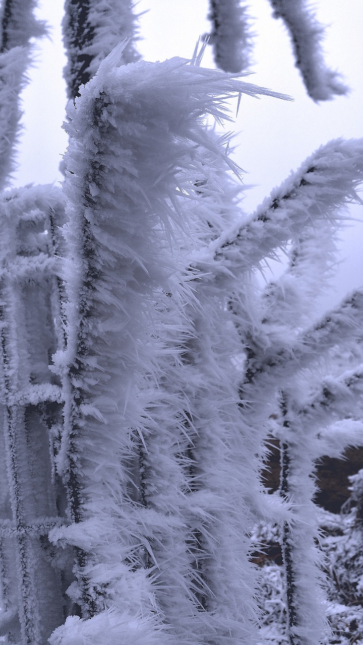 hoarfrost wintry frost free photo