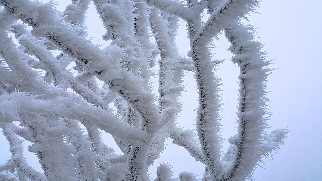 hoarfrost wintry frost free photo