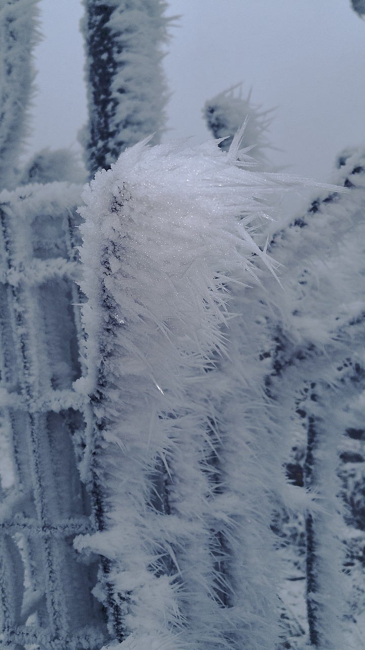 hoarfrost wintry frost free photo