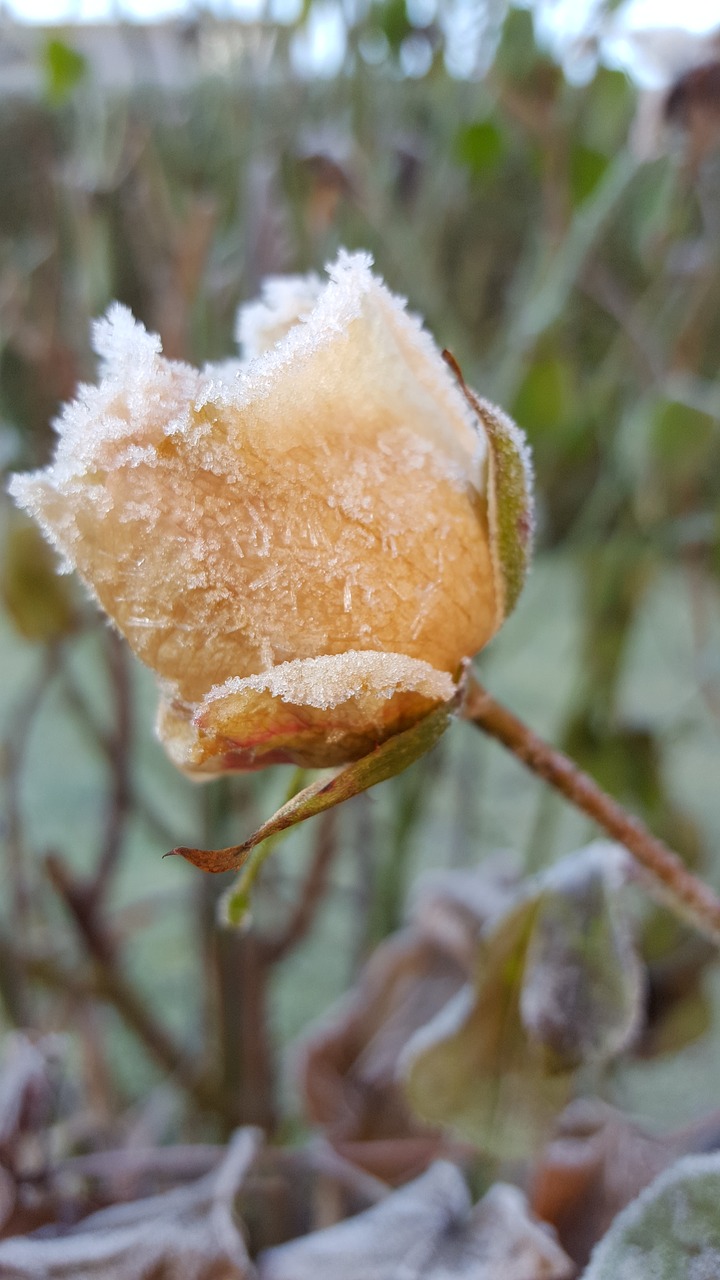 hoarfrost winter frost free photo