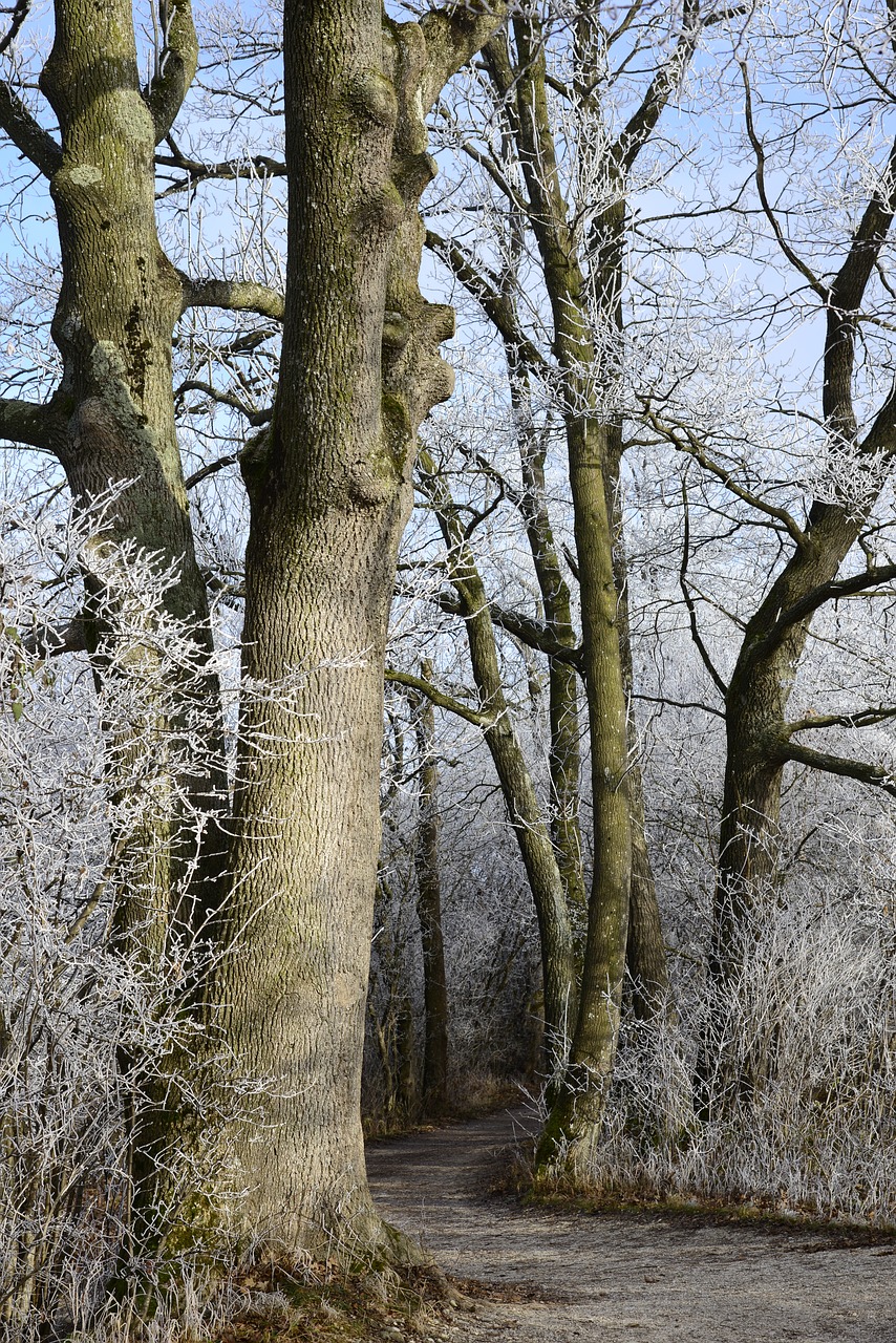 hoarfrost cold winter free photo