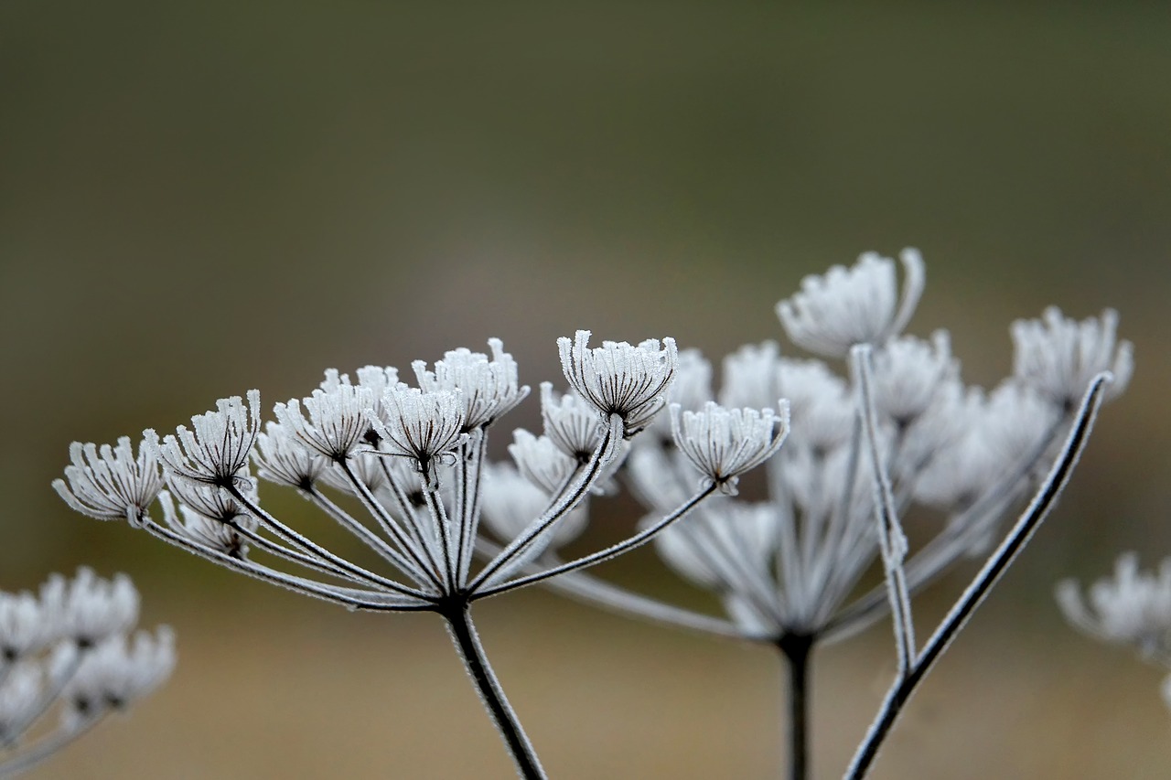 hoarfrost plant nature free photo