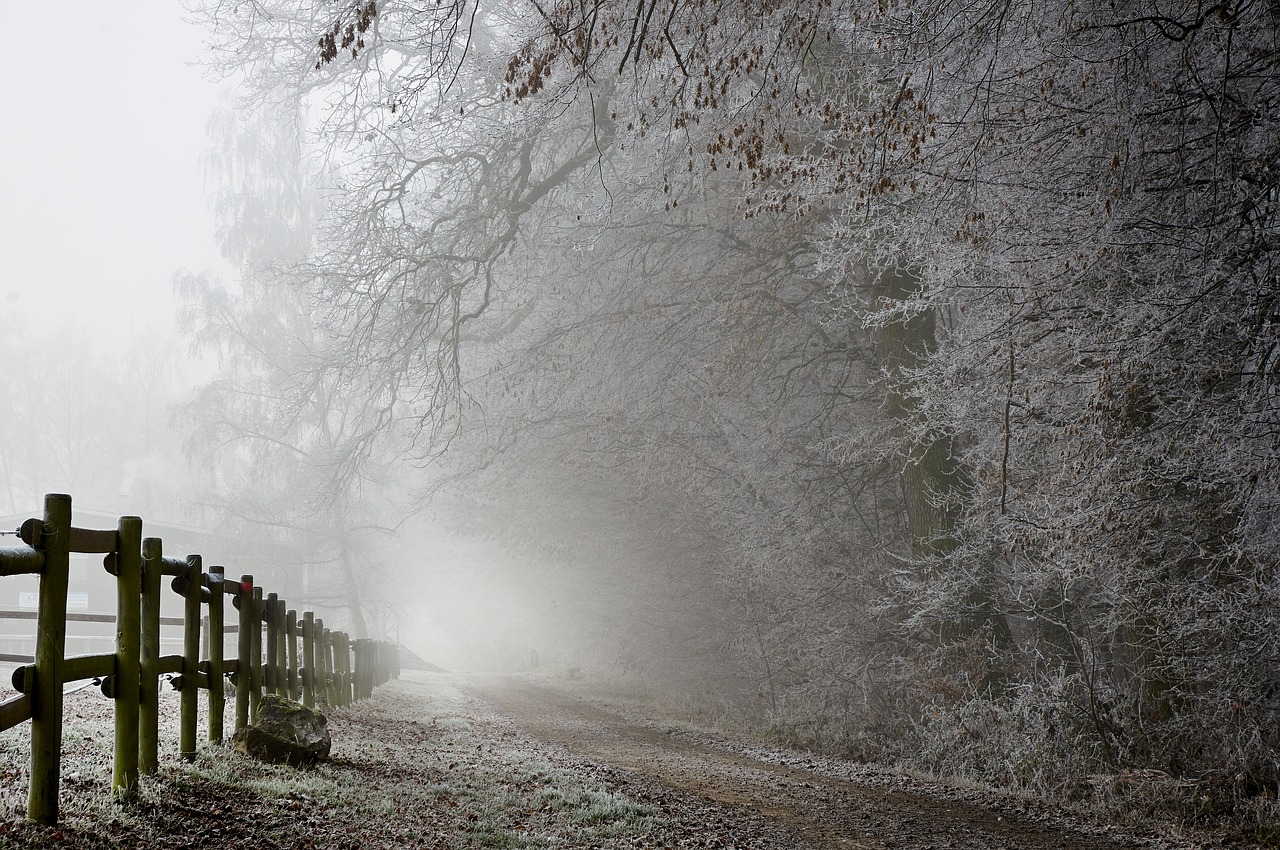 hoarfrost winter frost free photo