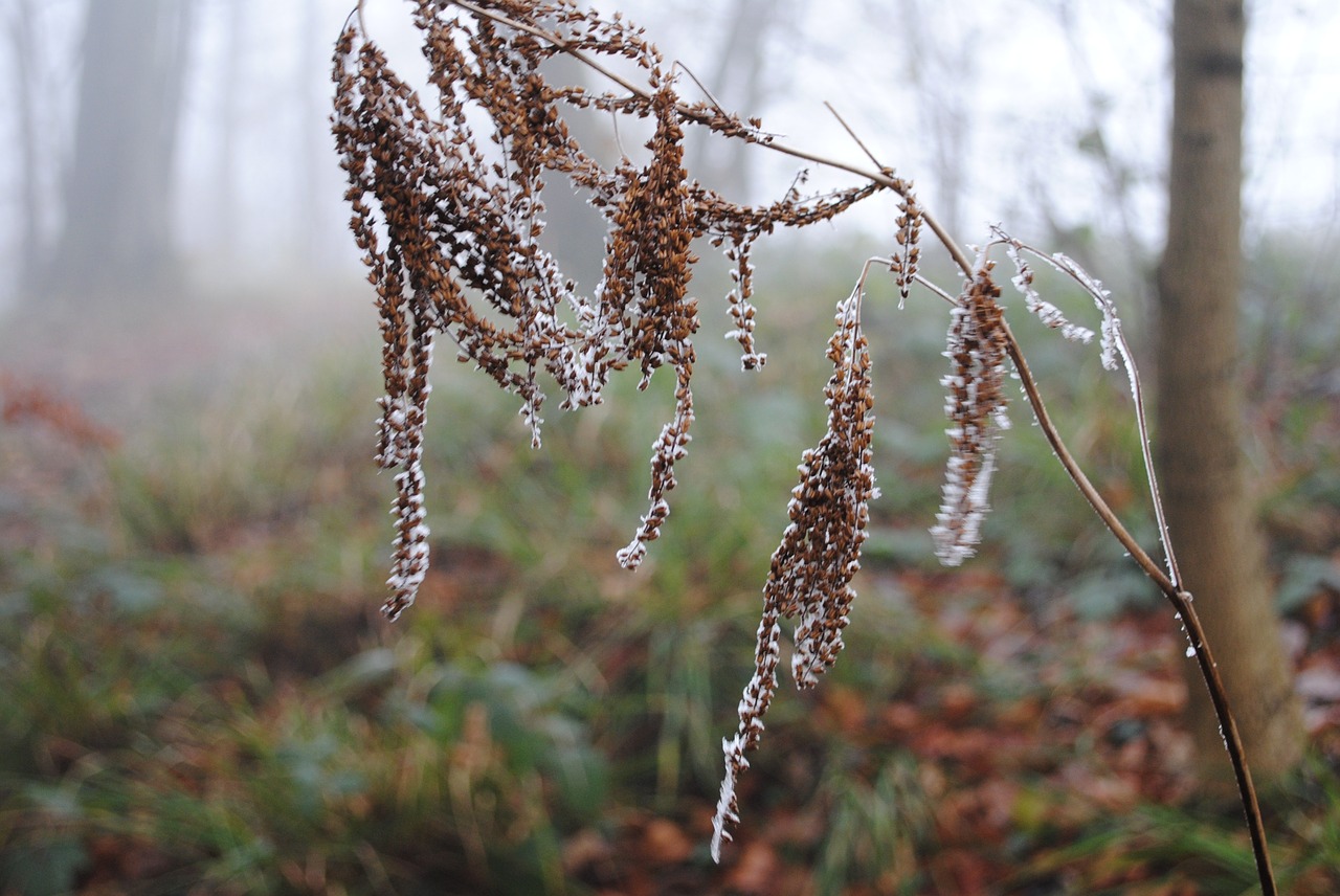 hoarfrost cold winter free photo