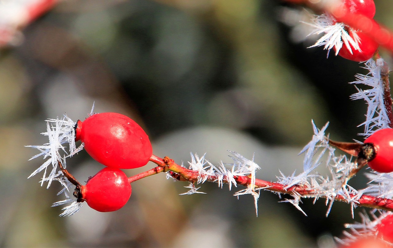 hoarfrost  rose hip  winter free photo