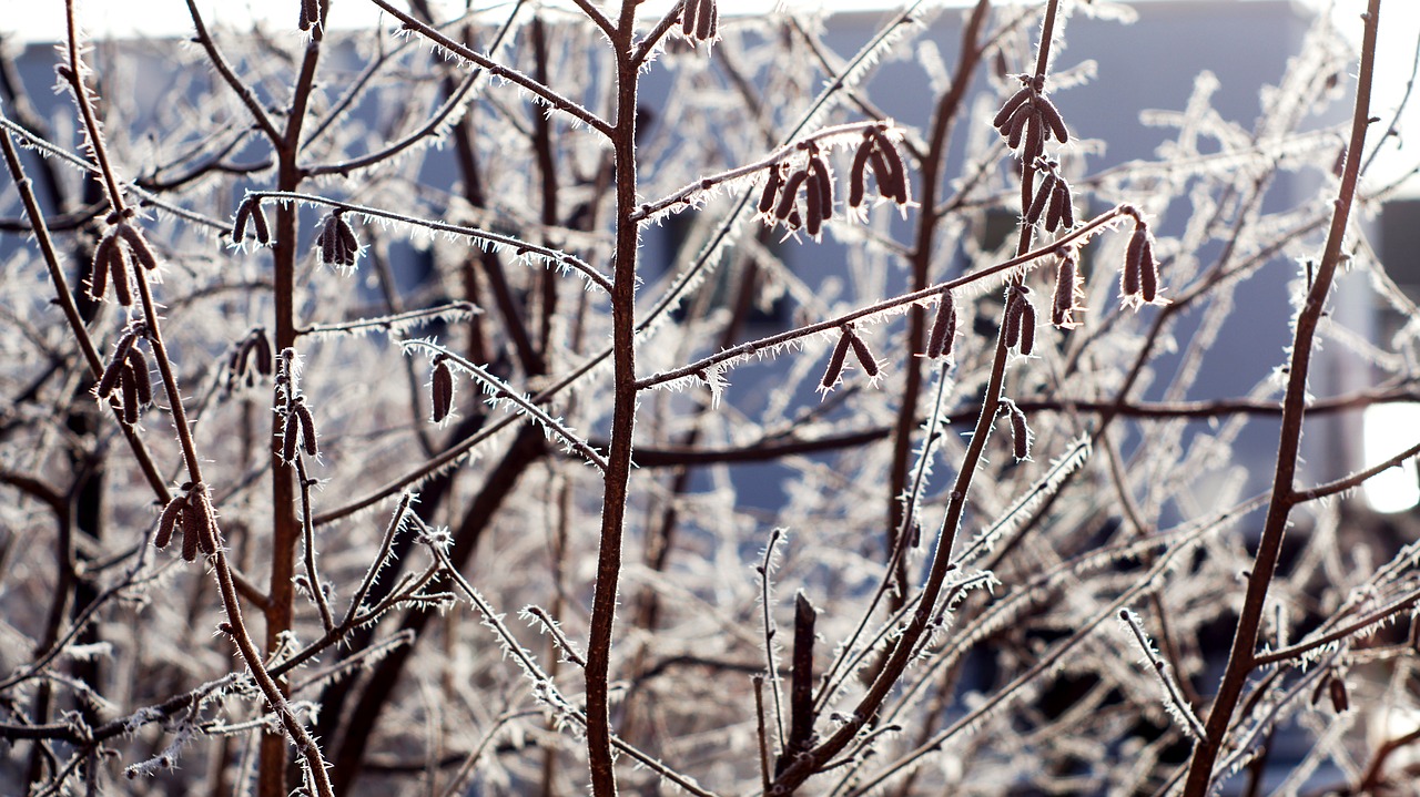 hoarfrost  hazelnut  bush free photo