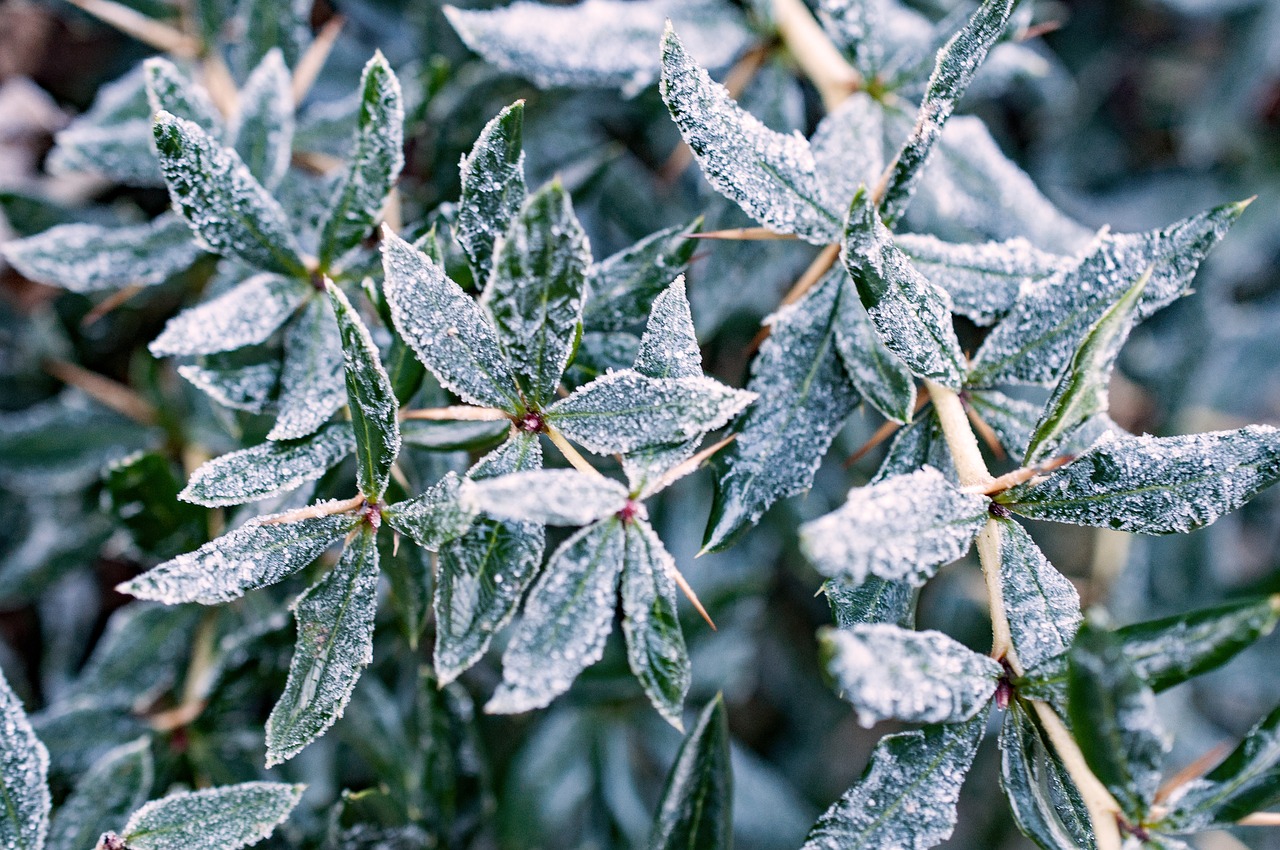 hoarfrost  winter  cold free photo