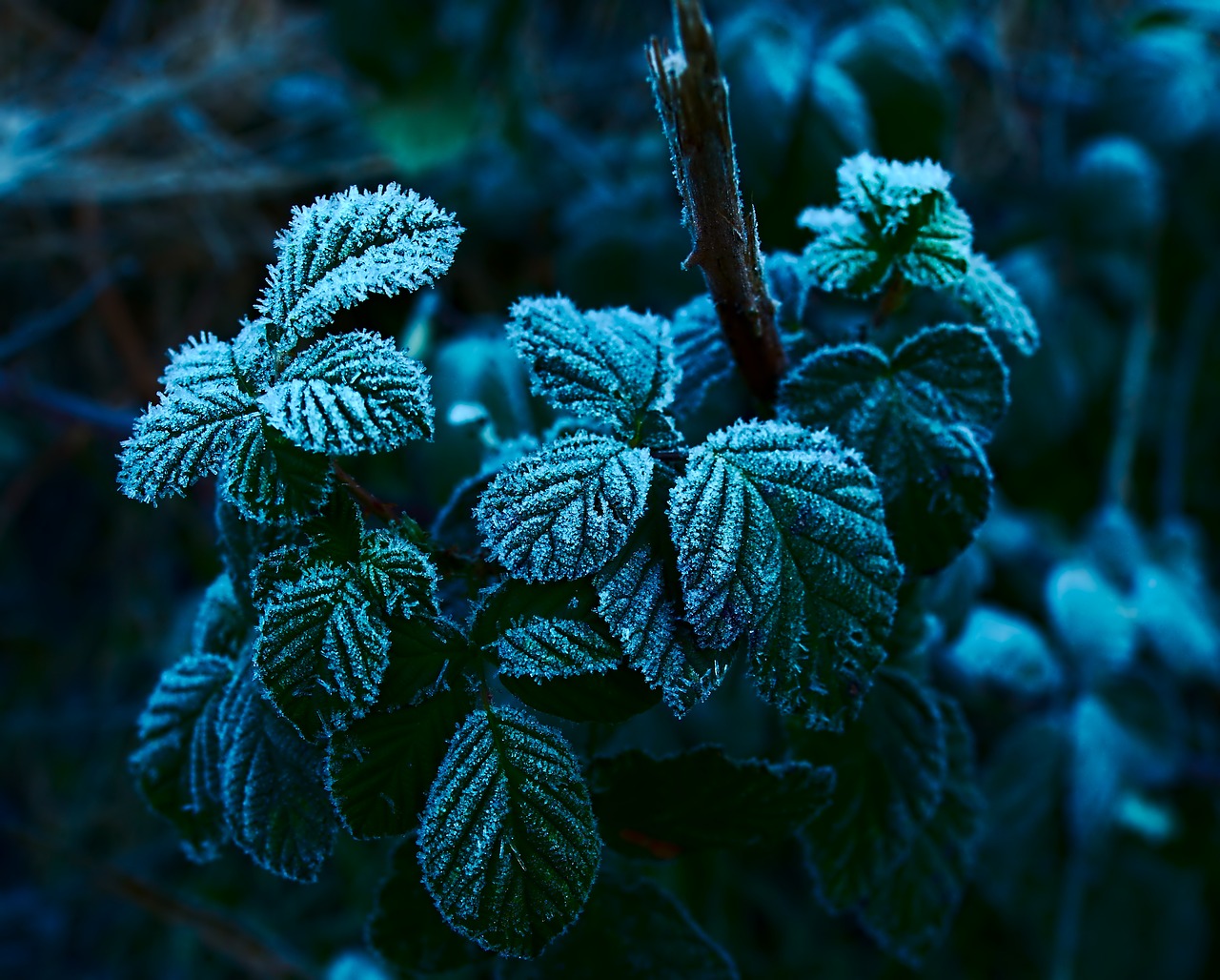 hoarfrost  ripe  winter free photo