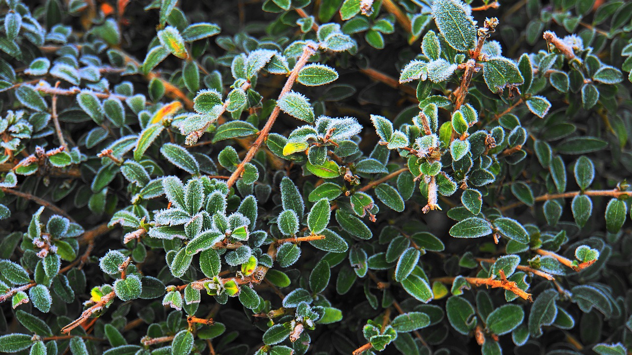 hoarfrost  boxwood  winter free photo