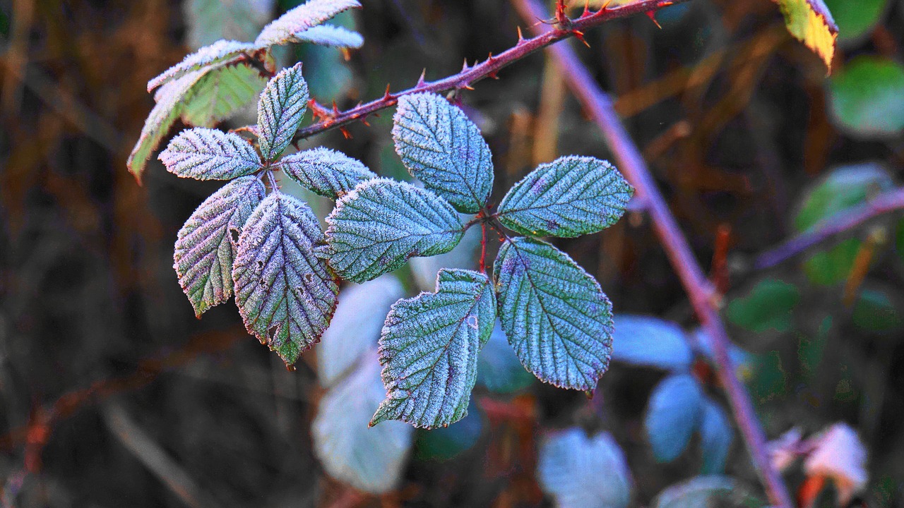 hoarfrost  eiskristalle  bramble free photo