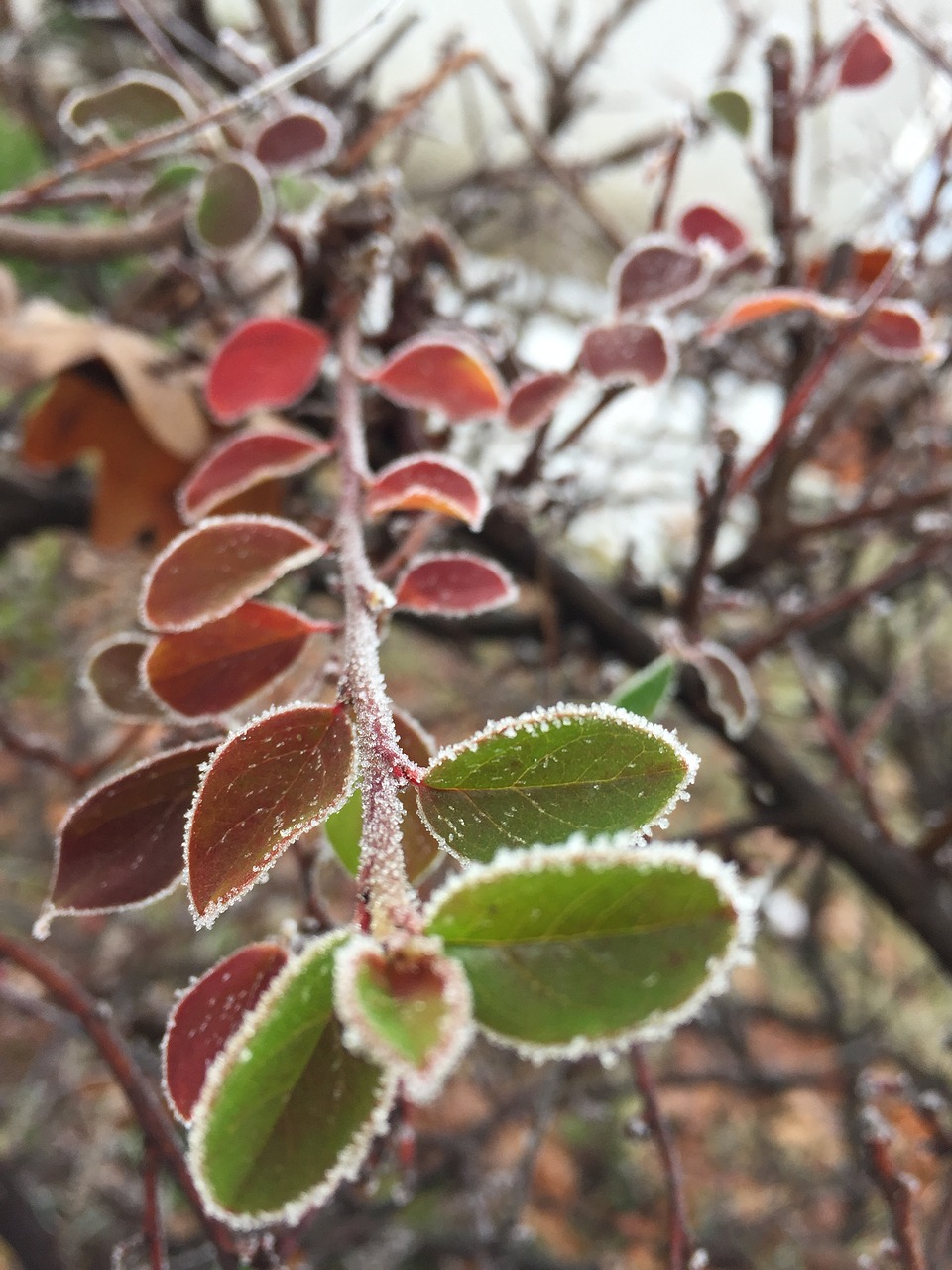 hoarfrost  branch  winter free photo