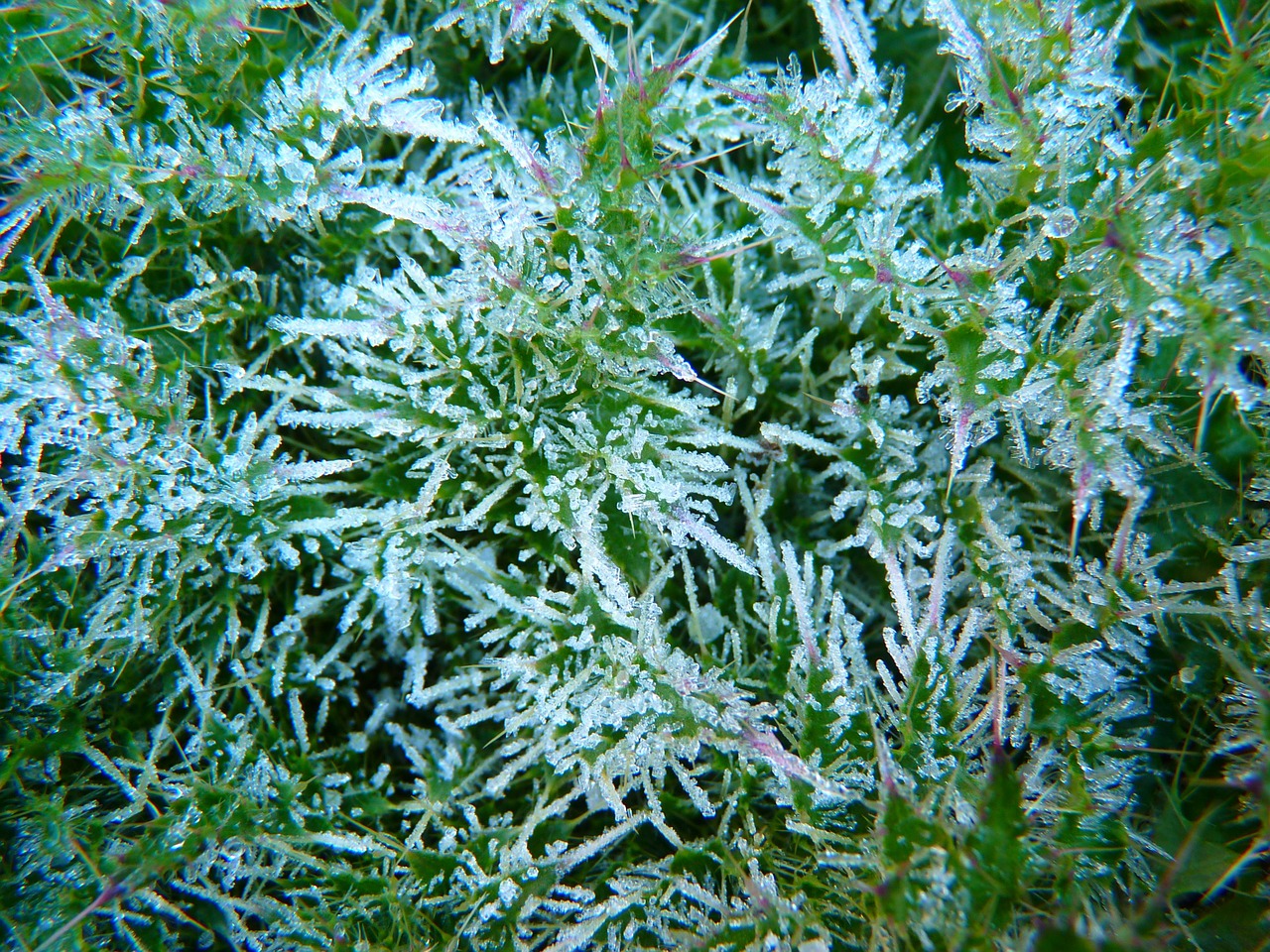 hoarfrost frozen eiskristalle free photo