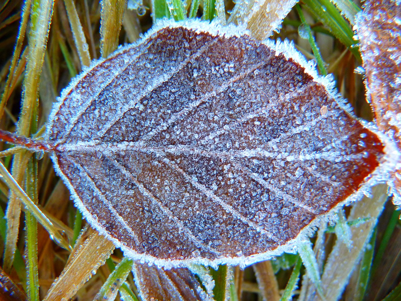 hoarfrost leaf frozen free photo