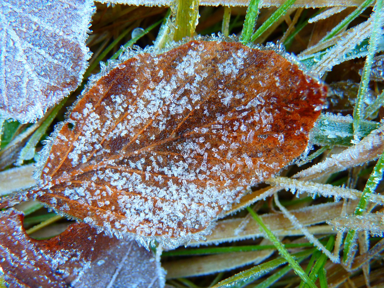 hoarfrost frozen leaf free photo