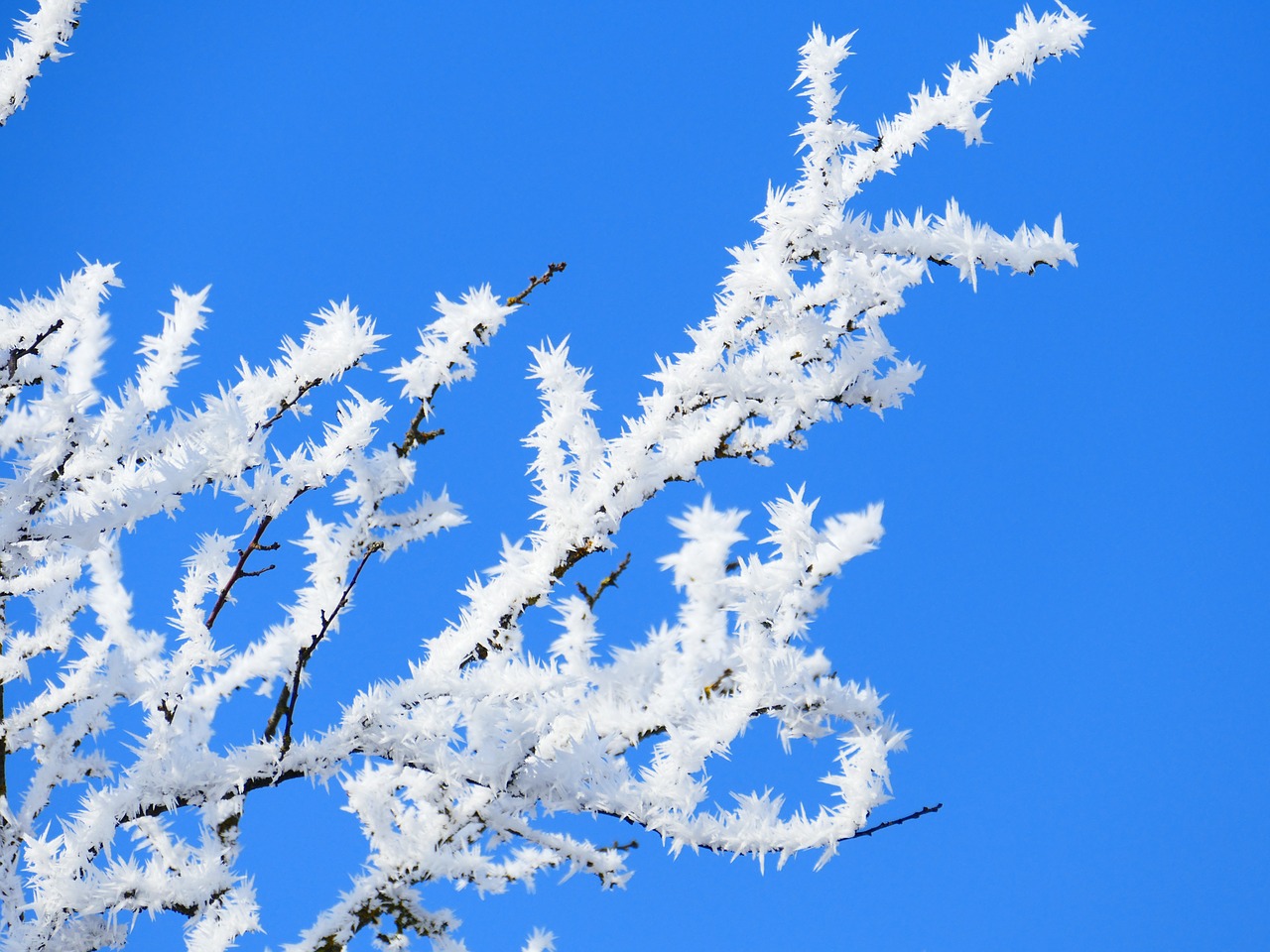 hoarfrost crystal branch free photo