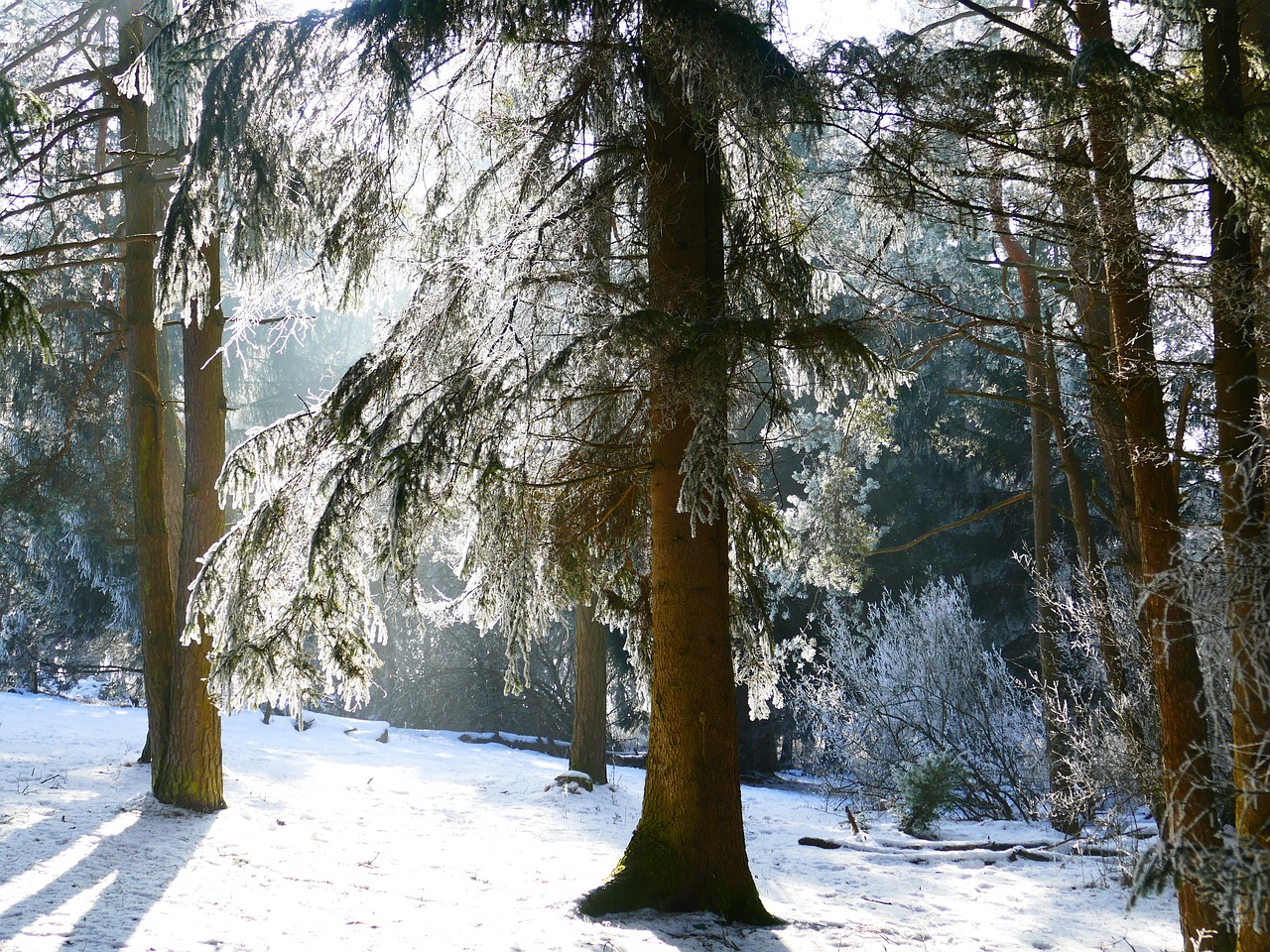 hoarfrost crystal forest free photo