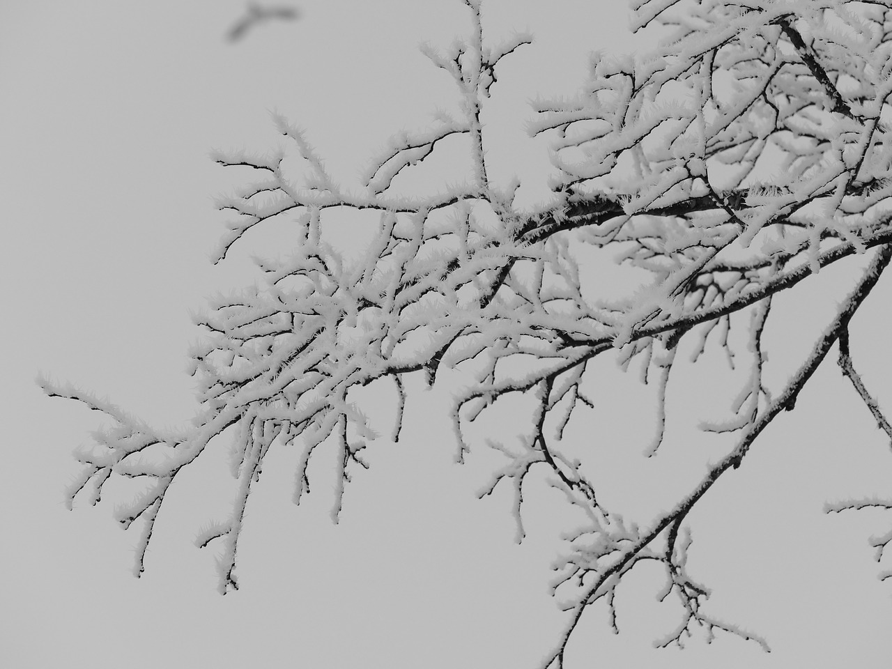 hoarfrost aesthetic iced free photo