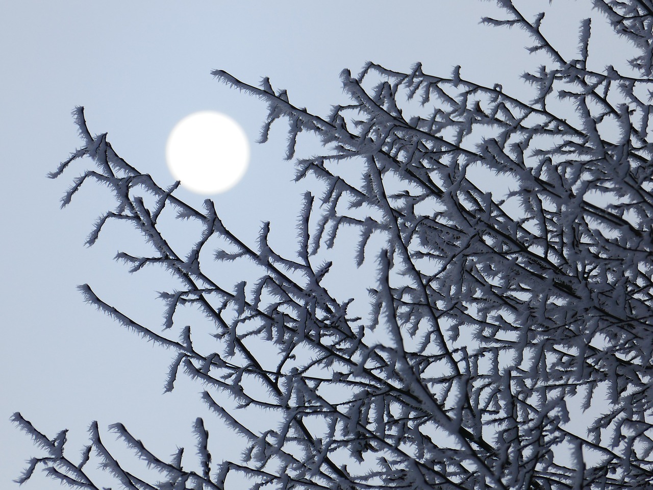 hoarfrost aesthetic iced free photo