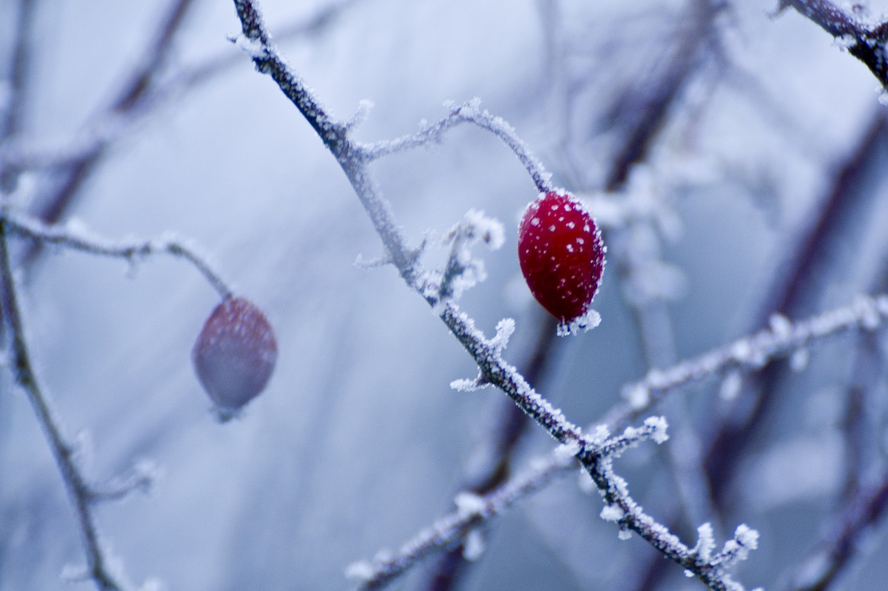 hoarfrost winter wild rose free photo