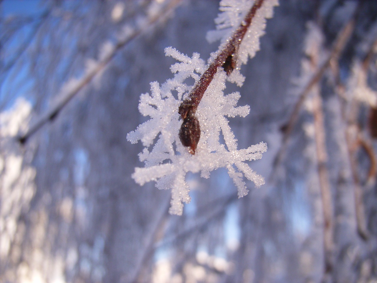 hoarfrost snow crystal winter free photo