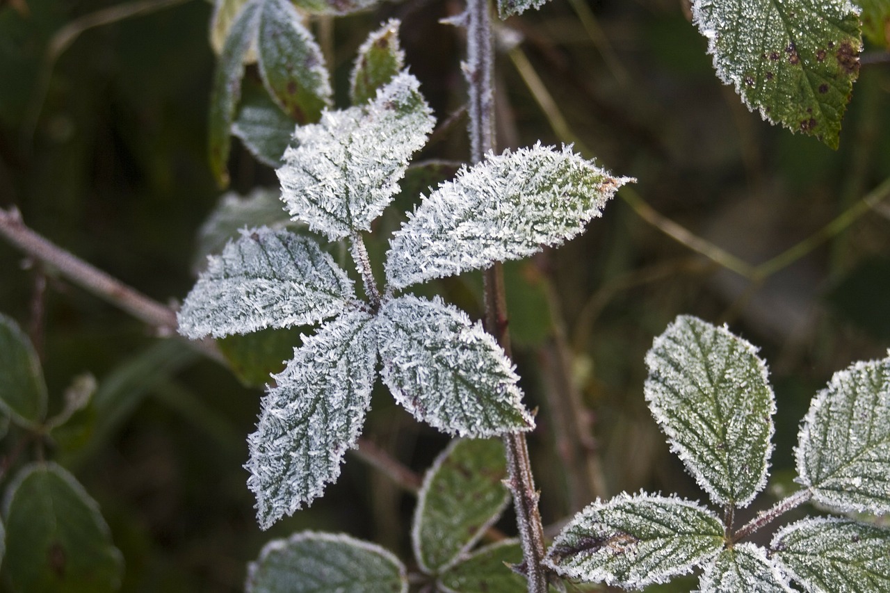 hoarfrost leaves blackberry free photo