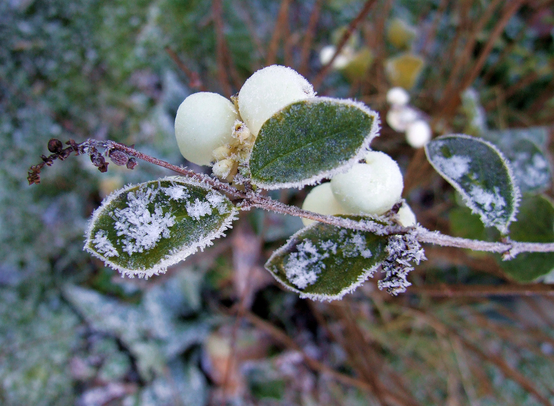 winter frost hoar frost free photo
