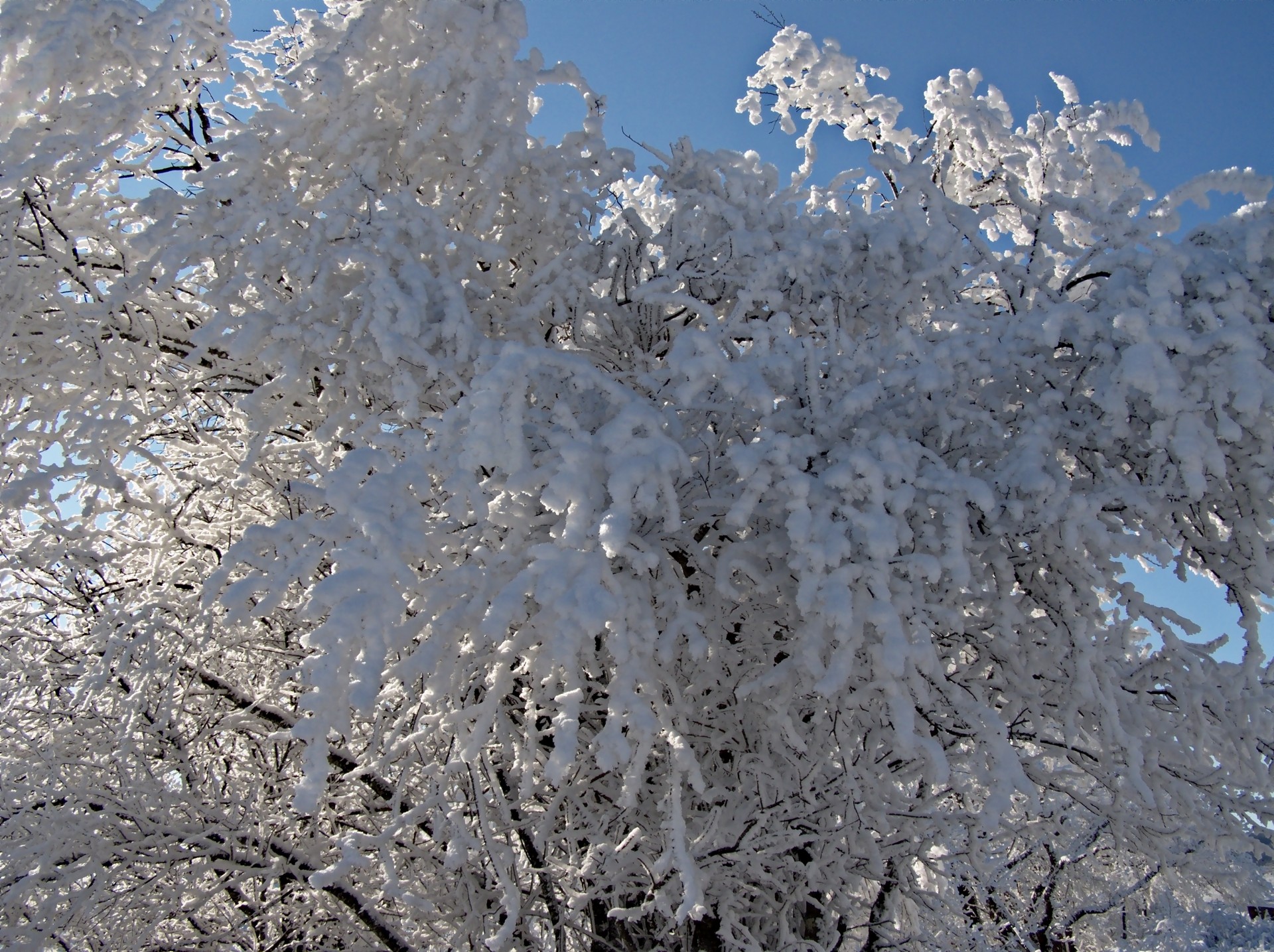 frost winter cold free photo