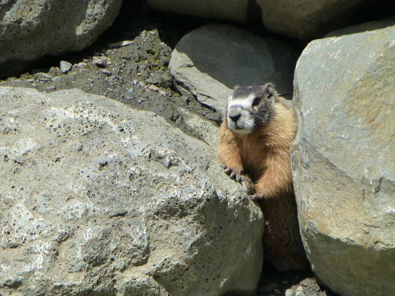 hoary marmot rodent free photo