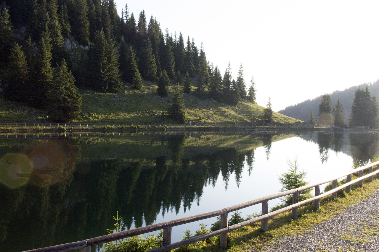 hochkar lake pine free photo