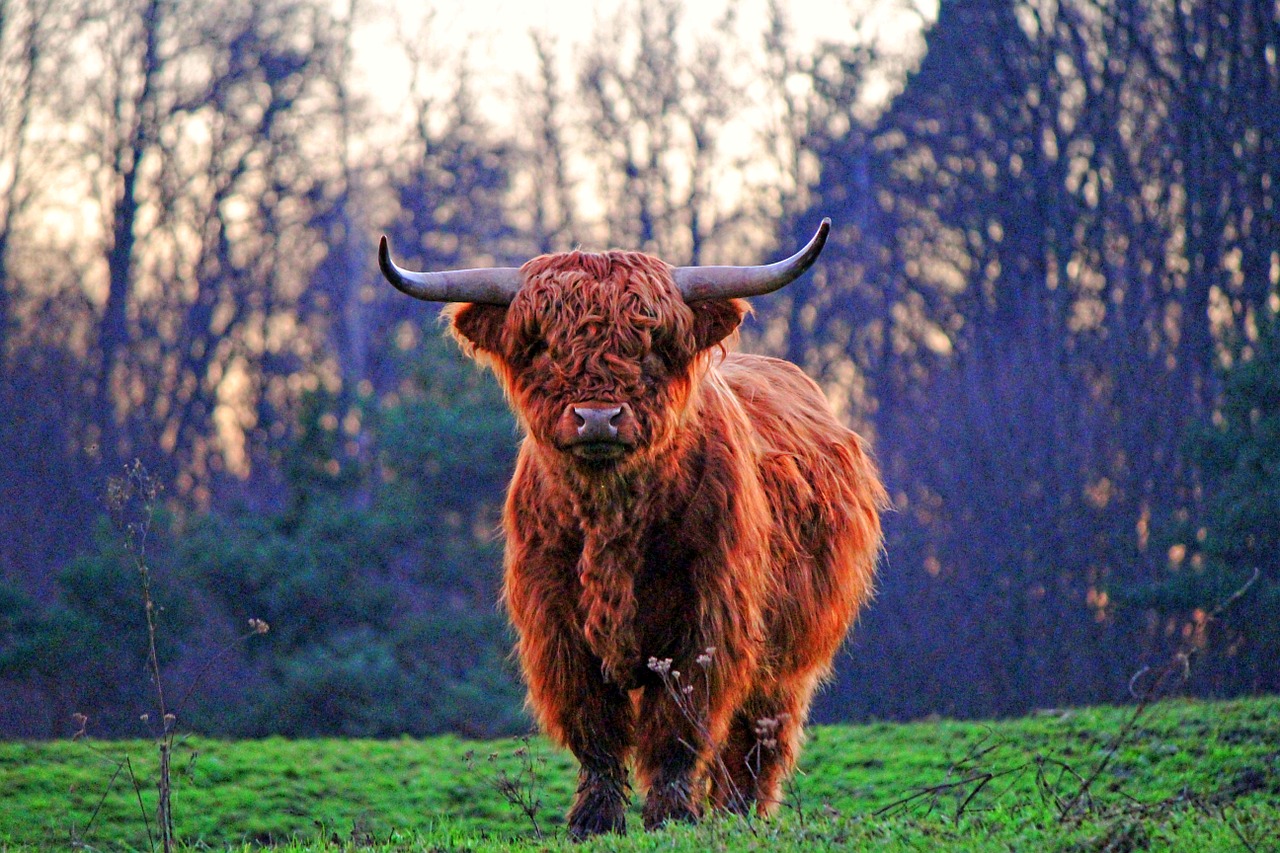 hochlandstier bull buffalo free photo