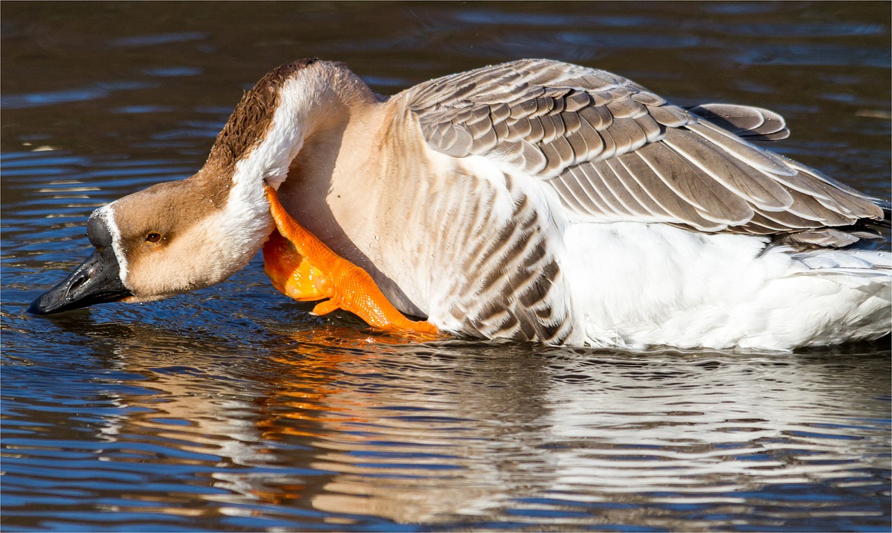 höcker goose  water  feather free photo