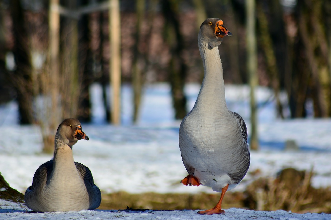 höcker goose  winter  snow free photo