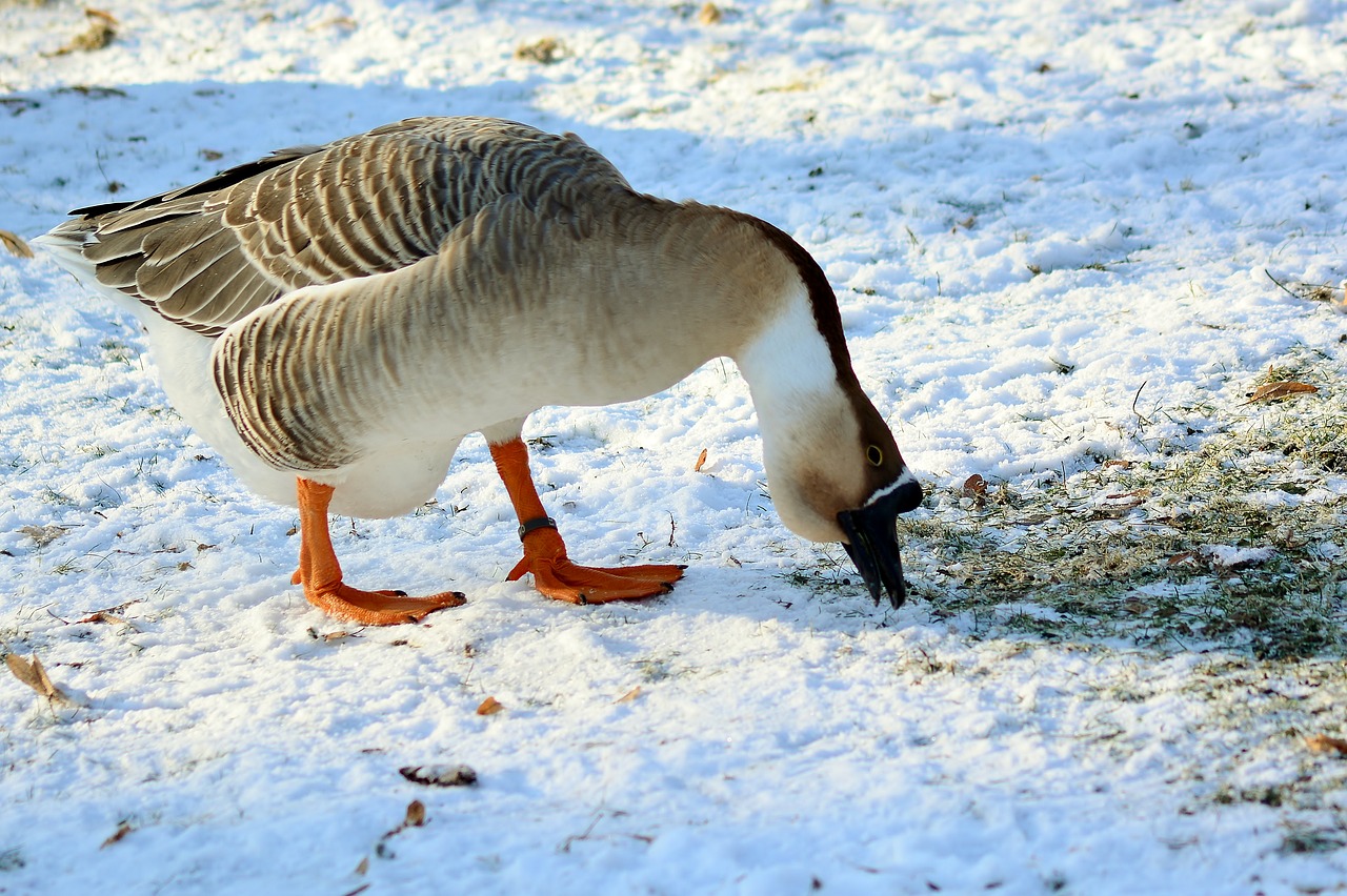 höcker goose  winter  feed free photo