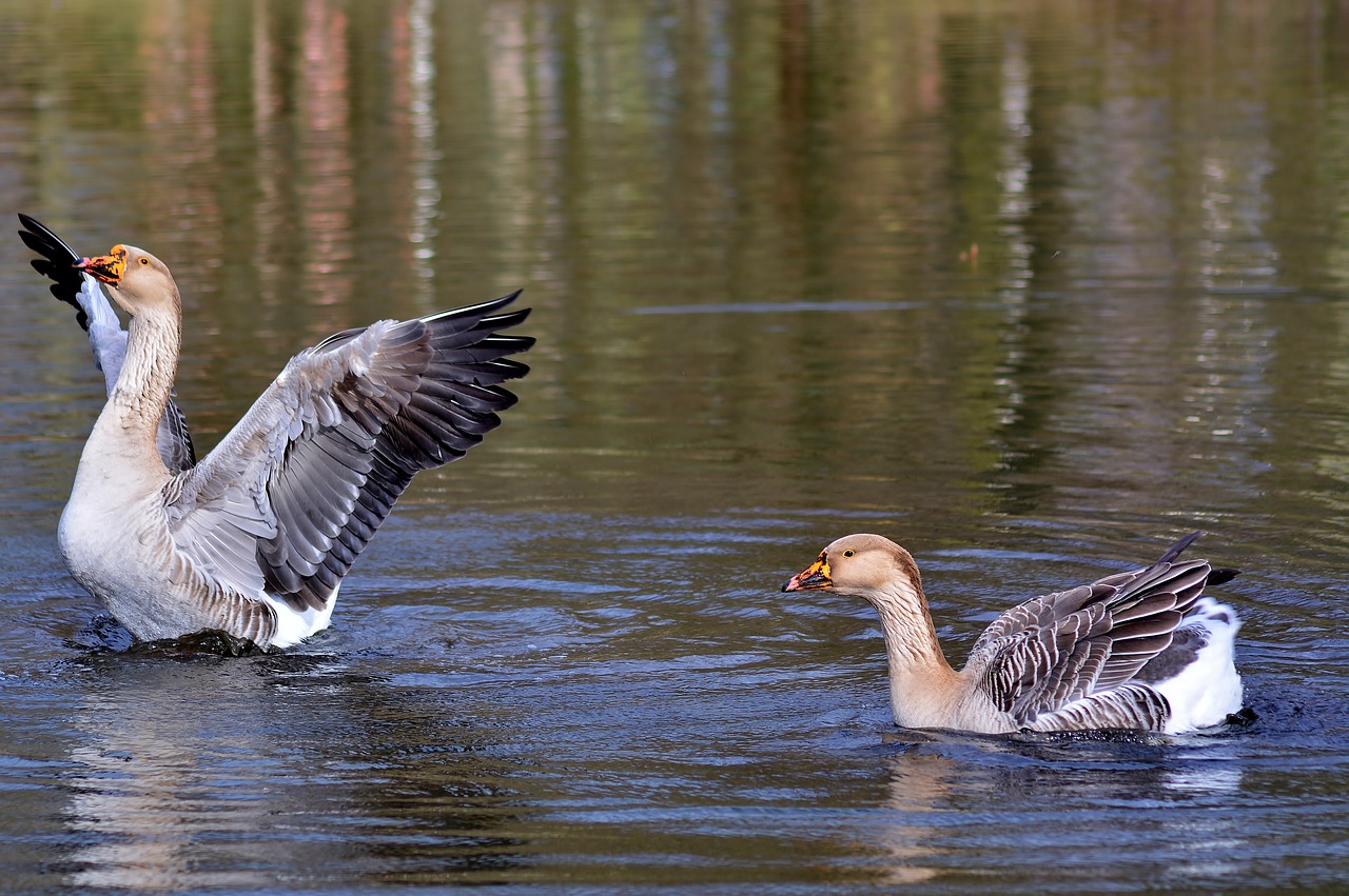 höcker goose  bird  waters free photo