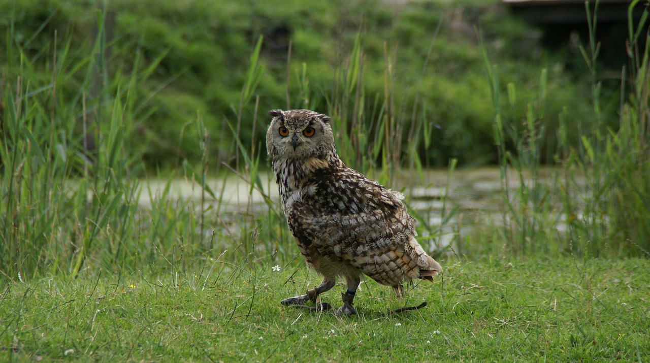 hoenderdaell rock eagle owl owl free photo