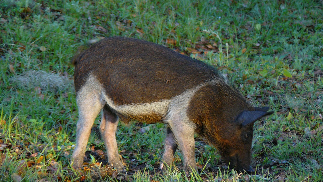 hog piglets young free photo