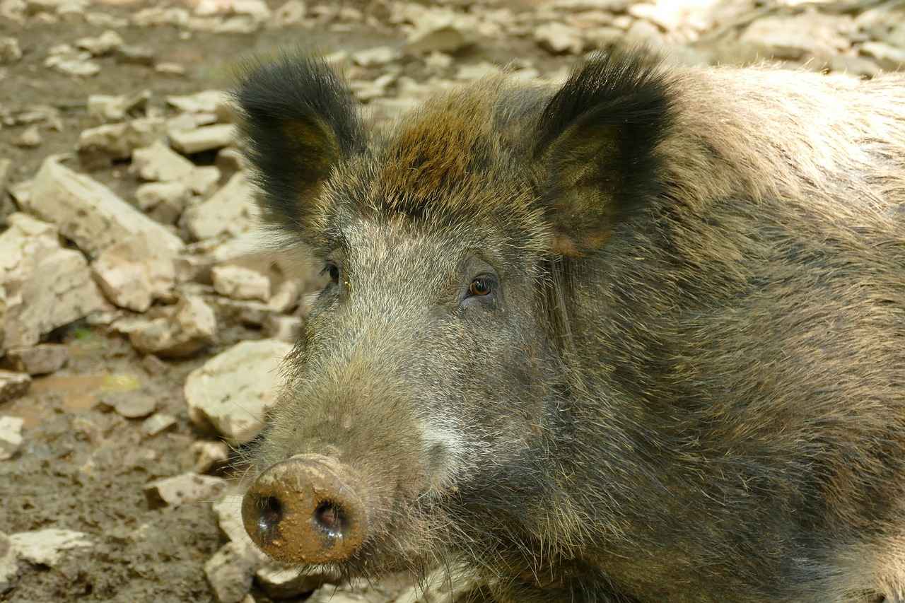 hog  sus scrofa  ever free photo